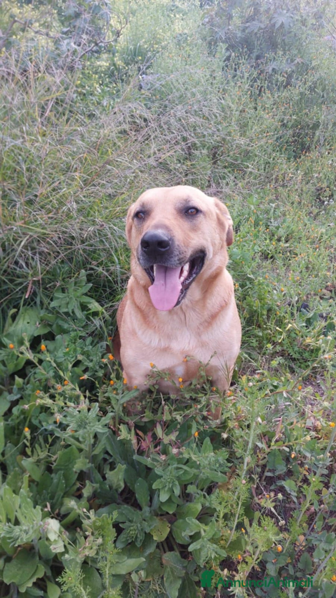 Meticcio cani in regalo: DOLCE IGOR a Città metropolitana di Catania - Immagine 1