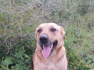 Meticcio cani DOLCE IGOR a Città metropolitana di Catania - Annuncio 2