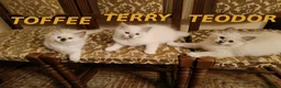 Ragdoll gatti in vendita: Prenotazione Cuccioli di Razza Ragdoll  - Annuncio 7