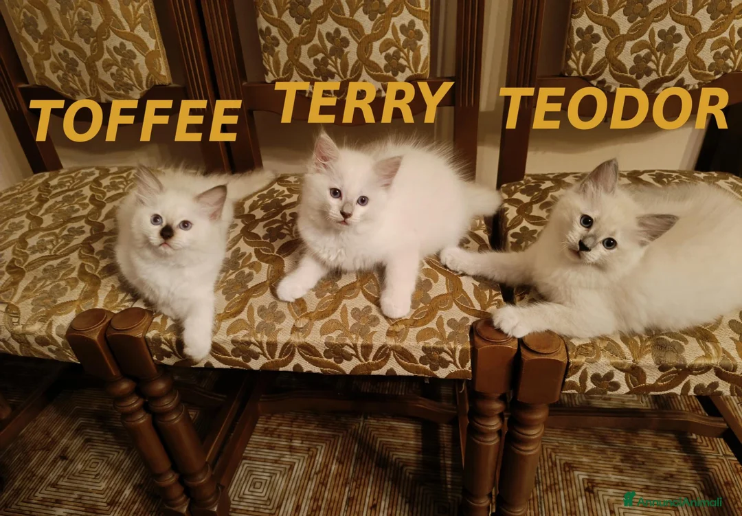 Ragdoll gatti in vendita: Prenotazione Cuccioli di Razza Ragdoll  - Annuncio 7