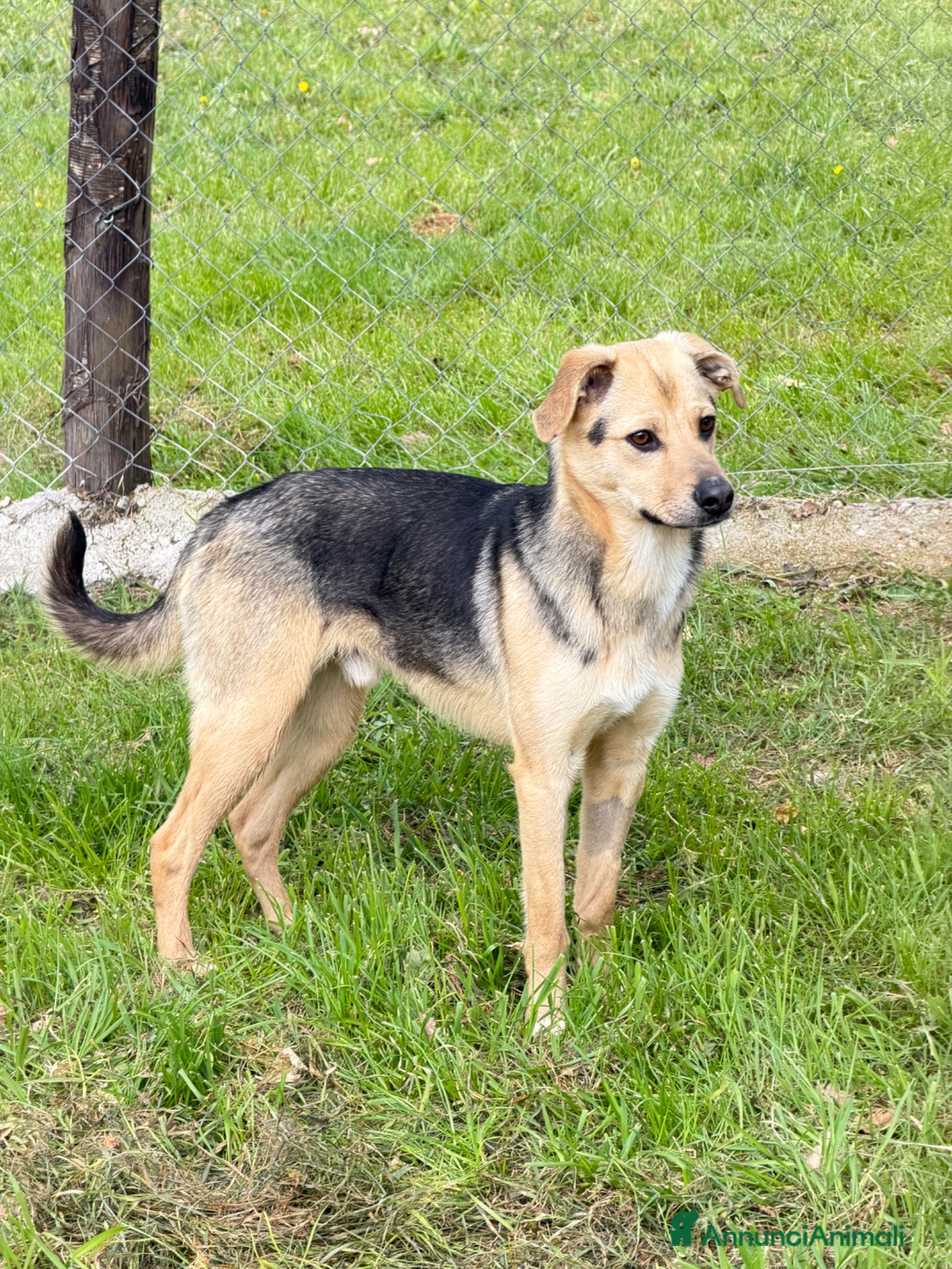 Meticcio cani Spenky - Annuncio 1