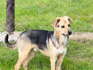 Meticcio cani Spenky - Annuncio 1