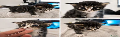 Maine Coon 2