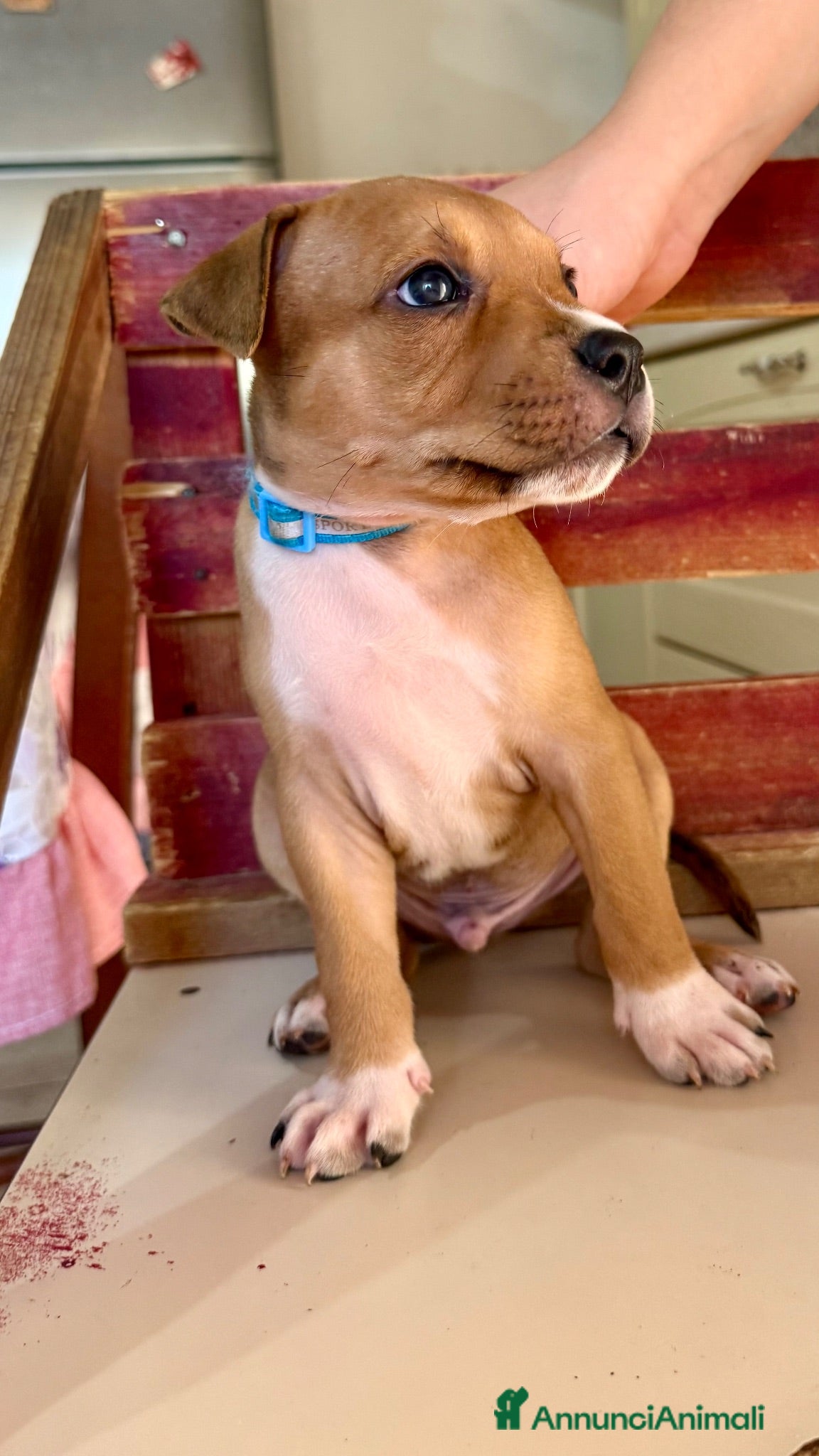 American Staffordshire cani Cucciolo Amstaff  - Annuncio 15