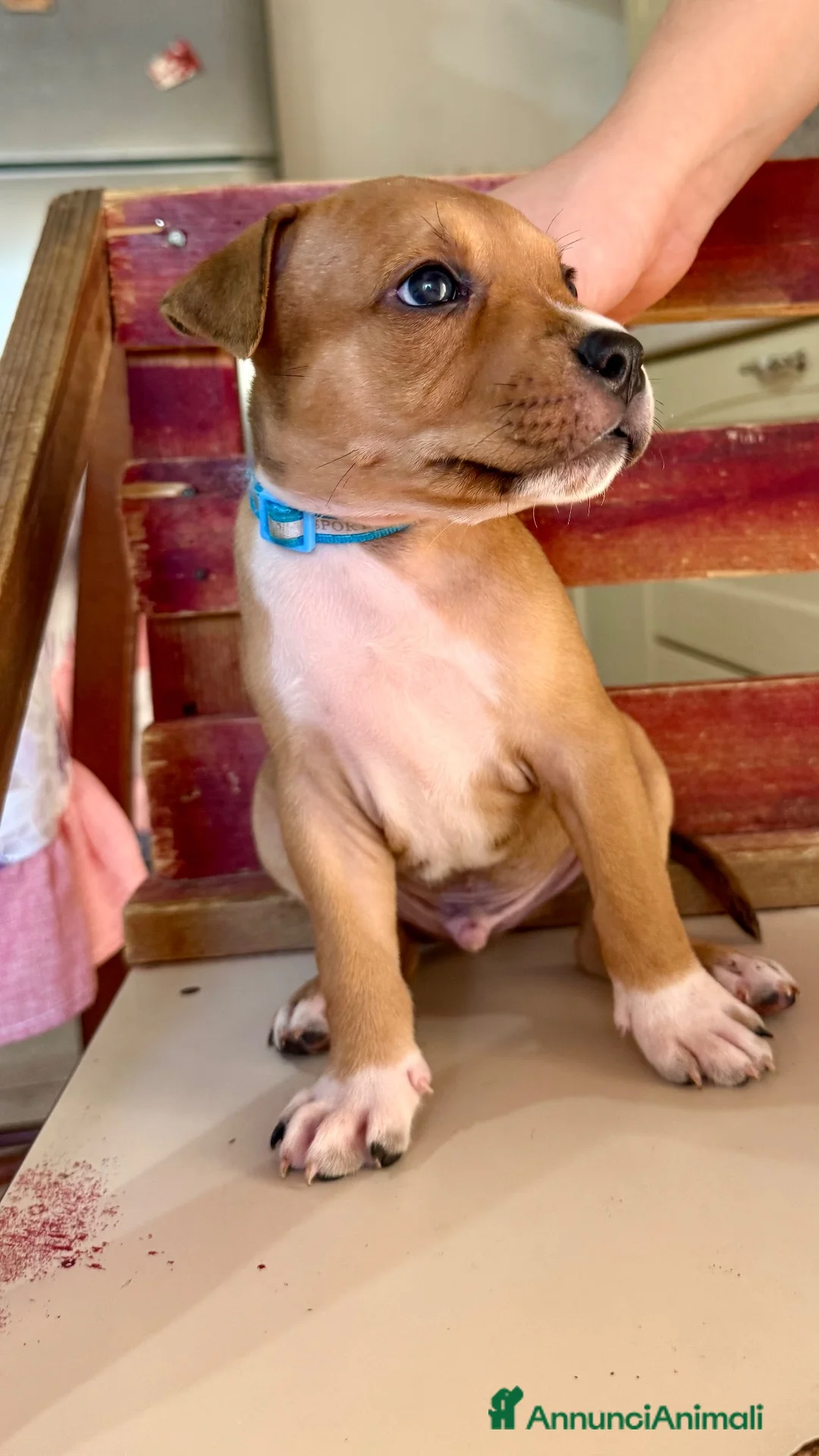 American Staffordshire cani in vendita: Cucciolo Amstaff  - Annuncio 1