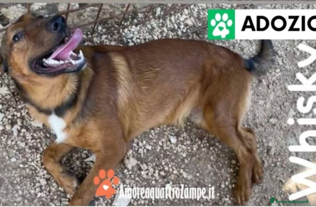 Meticcio cani in regalo: 3cucciolotti marroni crescono senza richieste.SUD - Annuncio 1