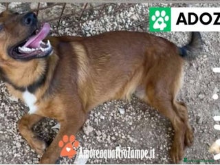 Meticcio cani 3cucciolotti marroni crescono senza richieste.SUD - Annuncio 25
