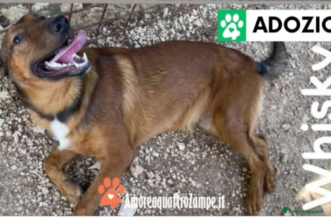 Meticcio cani in regalo: 3cucciolotti marroni crescono senza richieste.SUD - Annuncio 1
