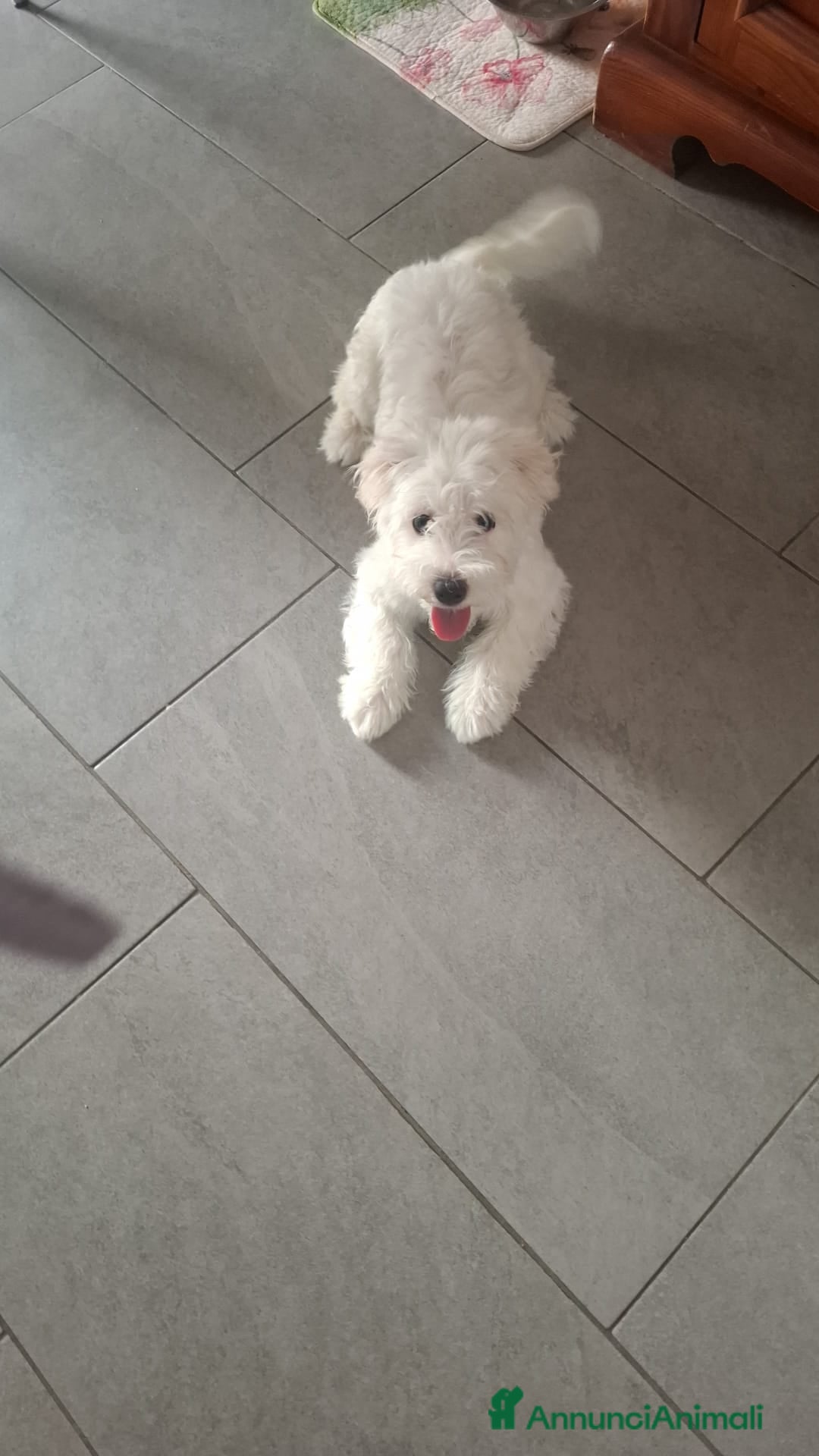 Maltese cani Maltese di 5 mesi provincia piacenza  - Annuncio 23