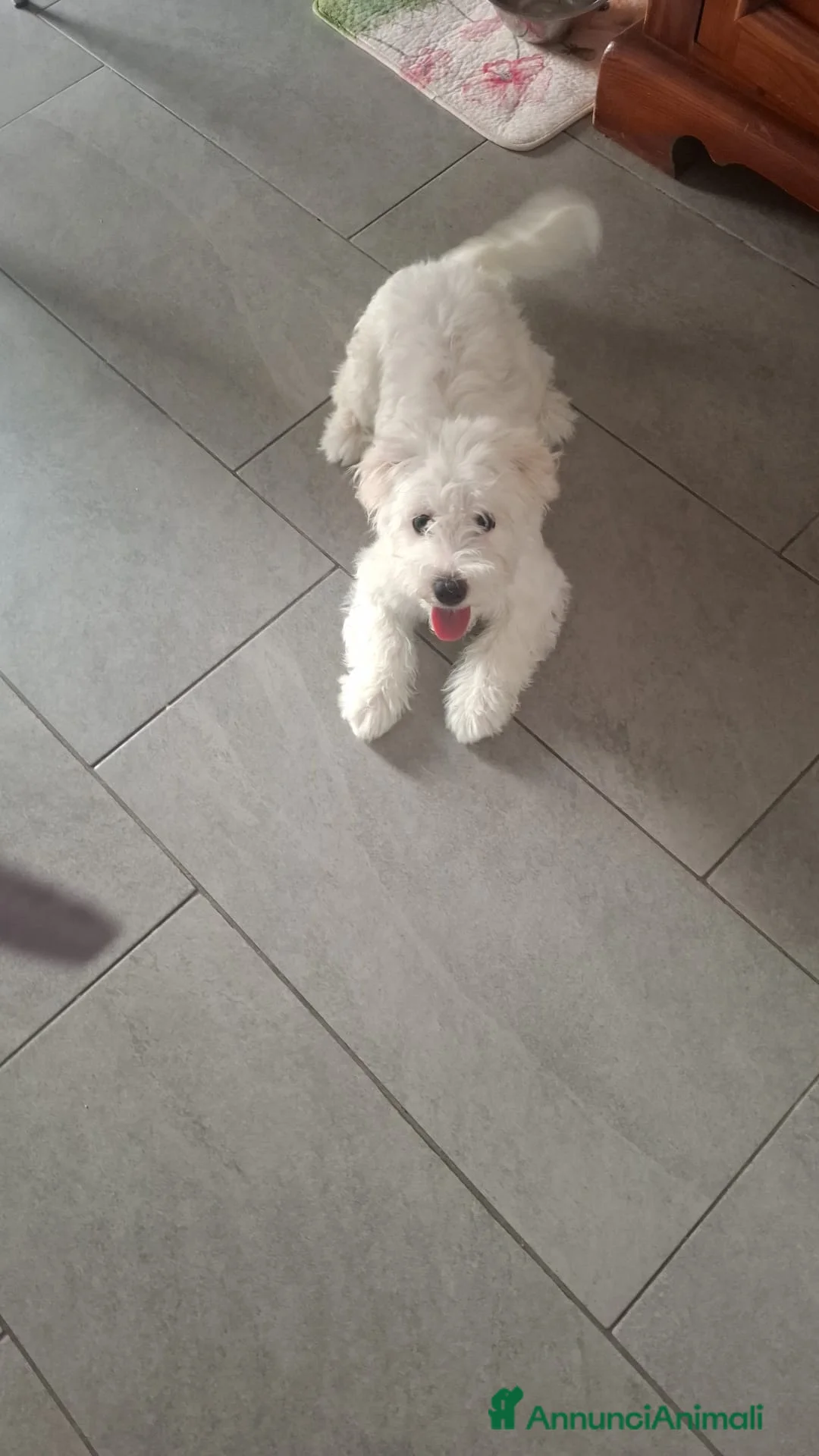 Maltese cani in vendita: Maltese di 5 mesi provincia piacenza  - Annuncio 1