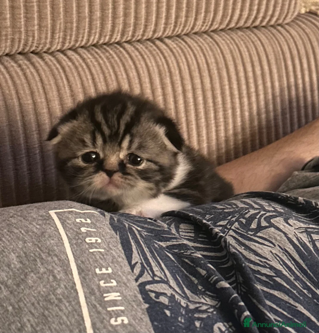Scottish gatti in vendita: Cuccioli Scottish Fold  - Annuncio 2