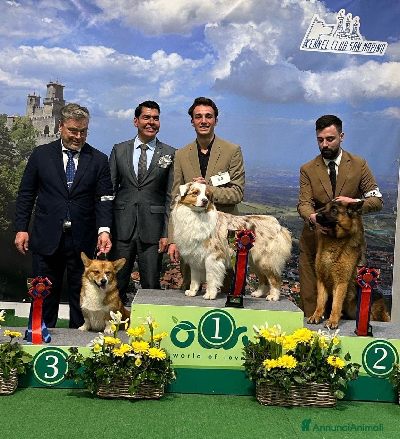 Australian Shepherd cani Australian Shepherd disponibile per monte a Provincia di Rimini - Annuncio 10