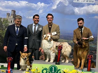Australian Shepherd cani Australian Shepherd disponibile per monte a Provincia di Rimini - Annuncio 38