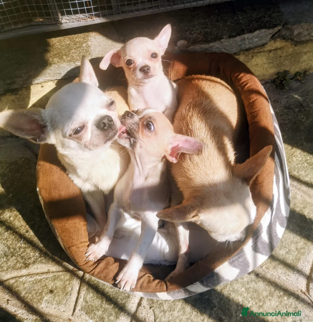 Chihuahua cani in vendita: Chihuahua - Annuncio 9