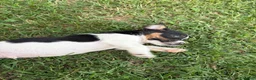 Jack Russell cani in vendita: Jack rusell - Annuncio 1