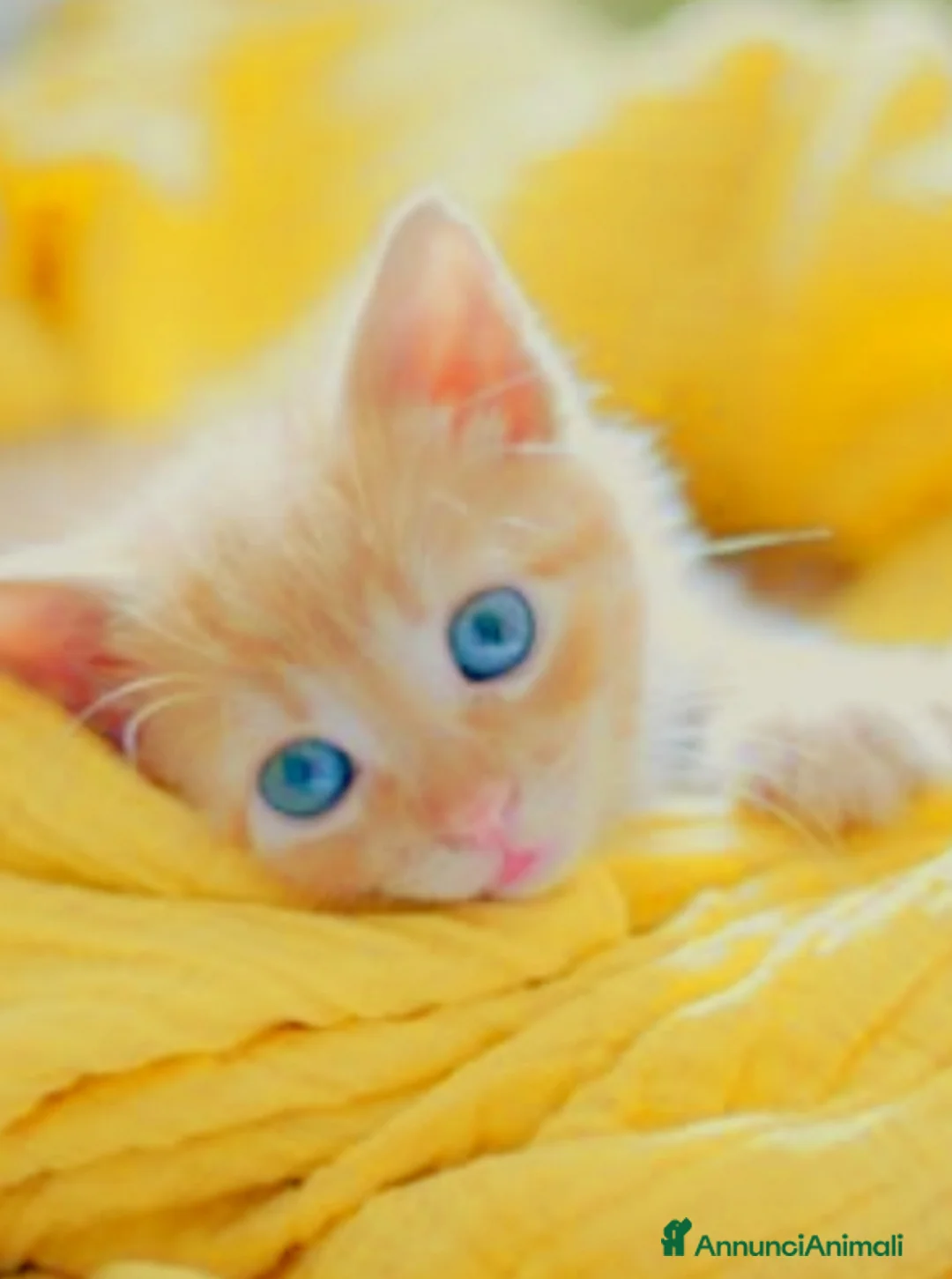 Abissino gatti in vendita: Gattini rossi  mix  - Annuncio 1