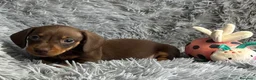 Bassotto cani in vendita: Bassotti Nani  - Annuncio 5