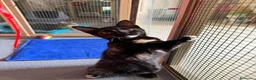 Europeo gatti in regalo: CELINE, affettuosissima gattina in adozione.  - Annuncio 2