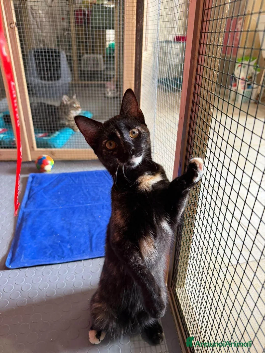 Europeo gatti in regalo: CELINE, affettuosissima gattina in adozione.  - Annuncio 2