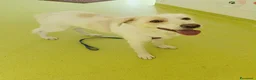 Meticcio cani in regalo: Ester a Provincia di Parma - Annuncio 2