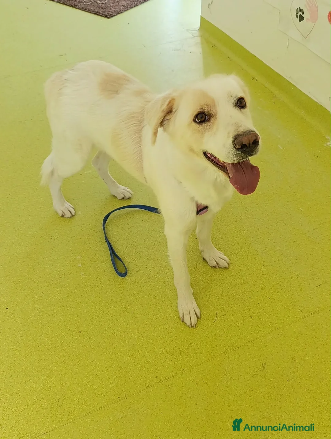 Meticcio cani in regalo: Ester a Provincia di Parma - Annuncio 2