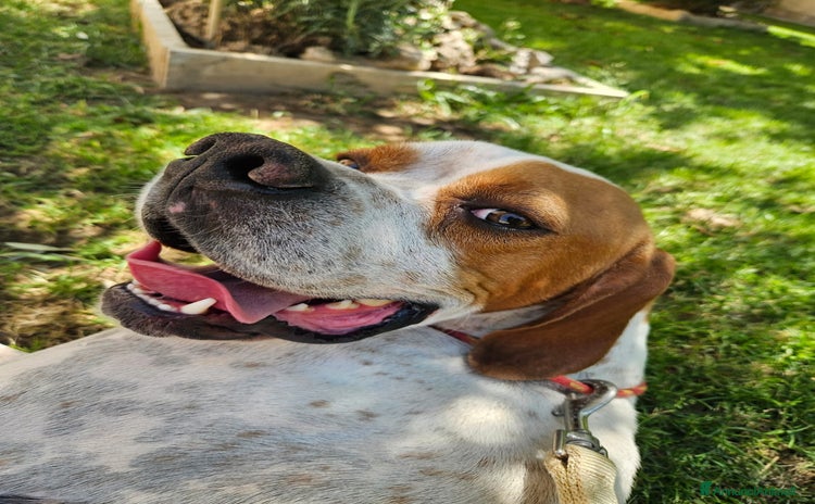 Pointer cani - Annuncio 9