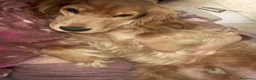 Cocker cani in vendita: Crocker spaniel Nero  a Città Metropolitana di Napoli - Annuncio 3