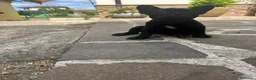 Bulldog Francese cani in vendita: bulldog francese nero tigrato  - Annuncio 8