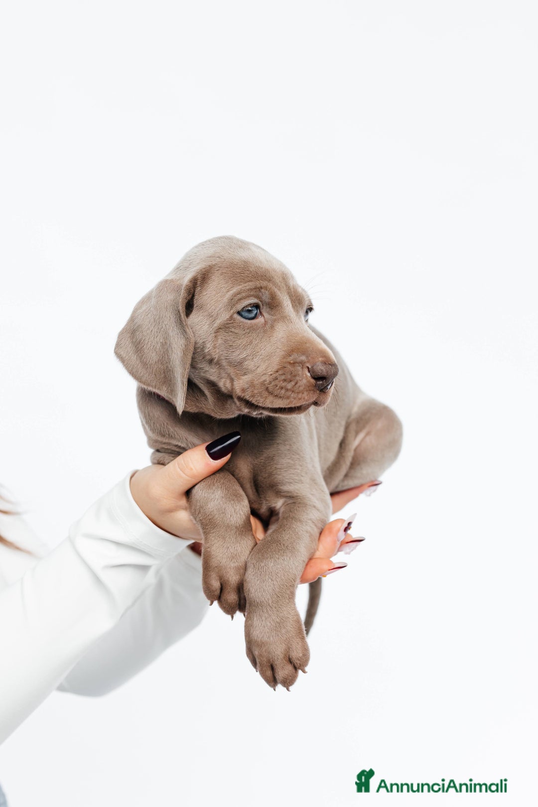 Weimaraner cani in vendita: Cucciole di weimaraner con pedigree Enci - Annuncio 7