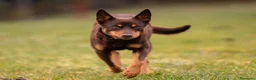 Australian Kelpie cani in vendita: Cuccioli Australian Kelpie  a Provincia di Siena - Annuncio 4