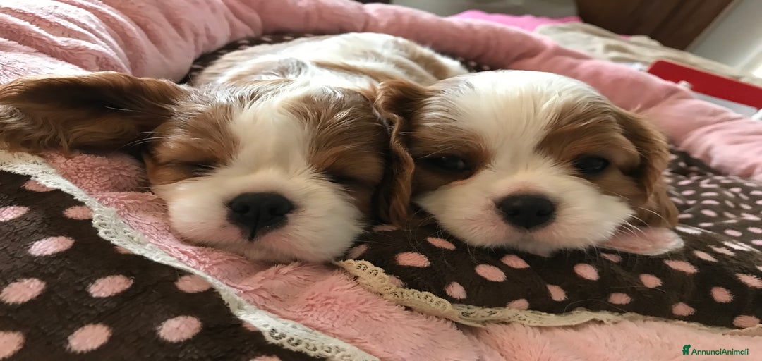 Immagine della galleria {{count}}