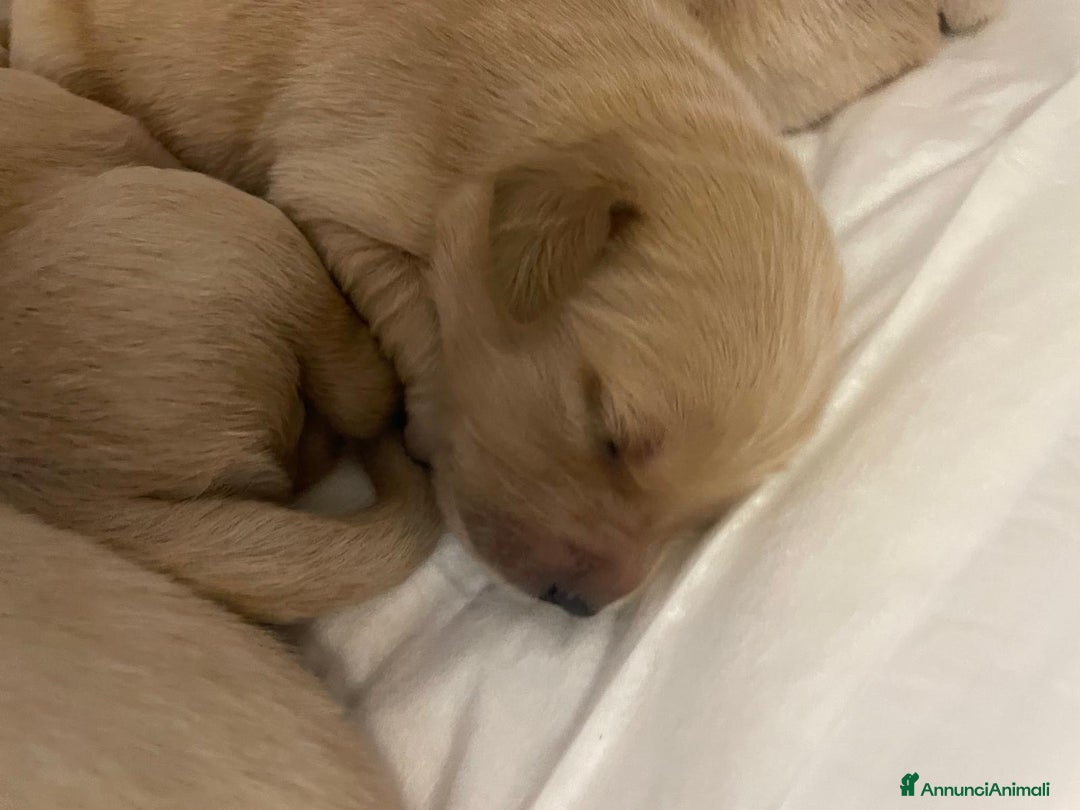 Golden Retriever cani in vendita: 🐾 CUCCIOLI DI GOLDEN RETRIEVER - Annuncio 3