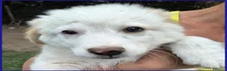 Meticcio cani in regalo: BABAGANOUSH, DELIZIOSO CUCCIOLO DI 2 MESI - Annuncio 8