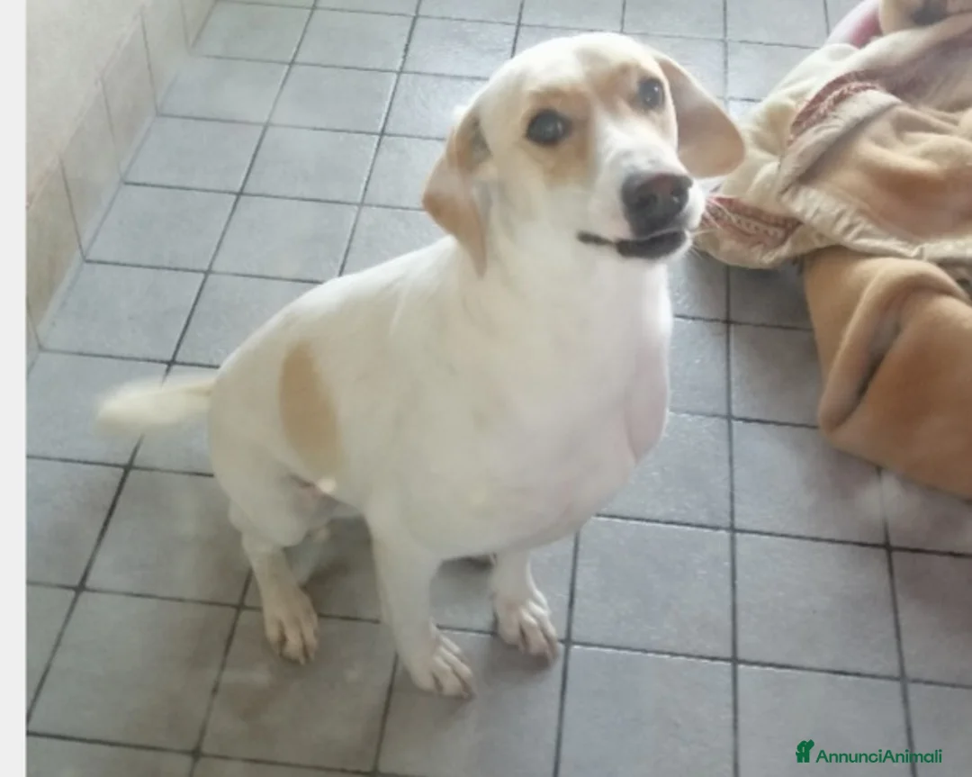 Meticcio cani in regalo: Elio, dolcissimo, taglia medio-piccola a Roma - Annuncio 1