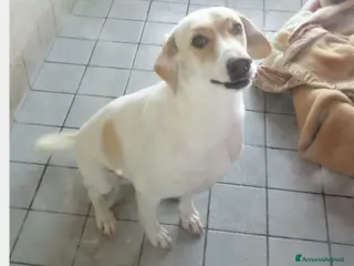 Meticcio cani Elio, dolcissimo, taglia medio-piccola a Roma - Annuncio 22