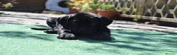 Cane Corso cani in vendita: Cuccioli di cane corso - Annuncio 3