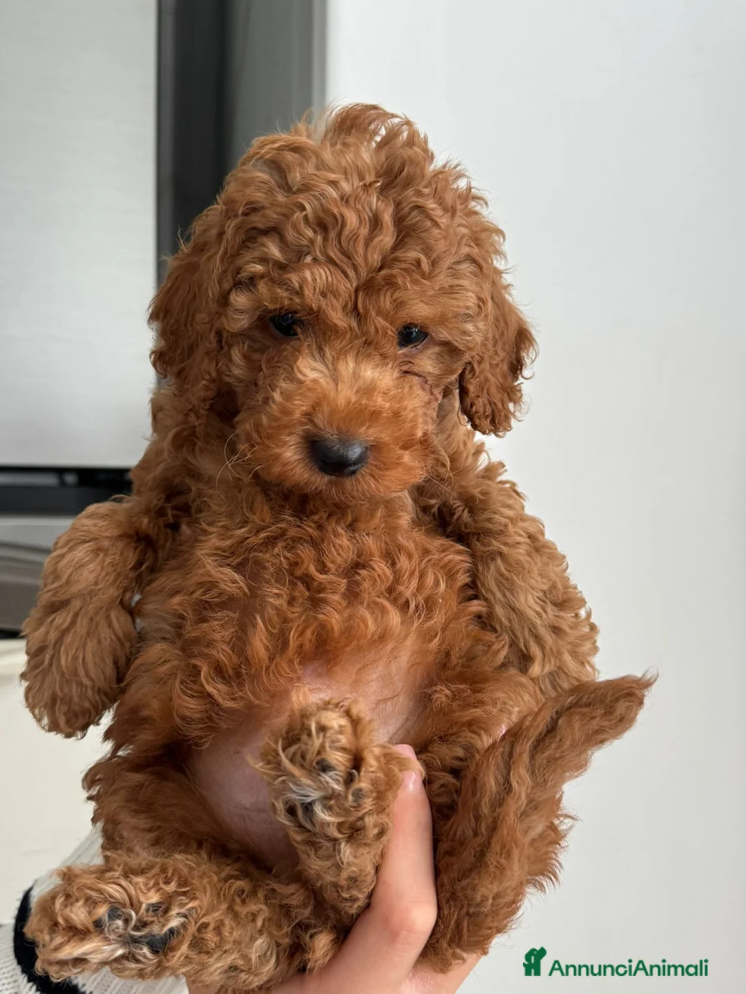 Meticcio cani in vendita: Barboncino nano red - Annuncio 2