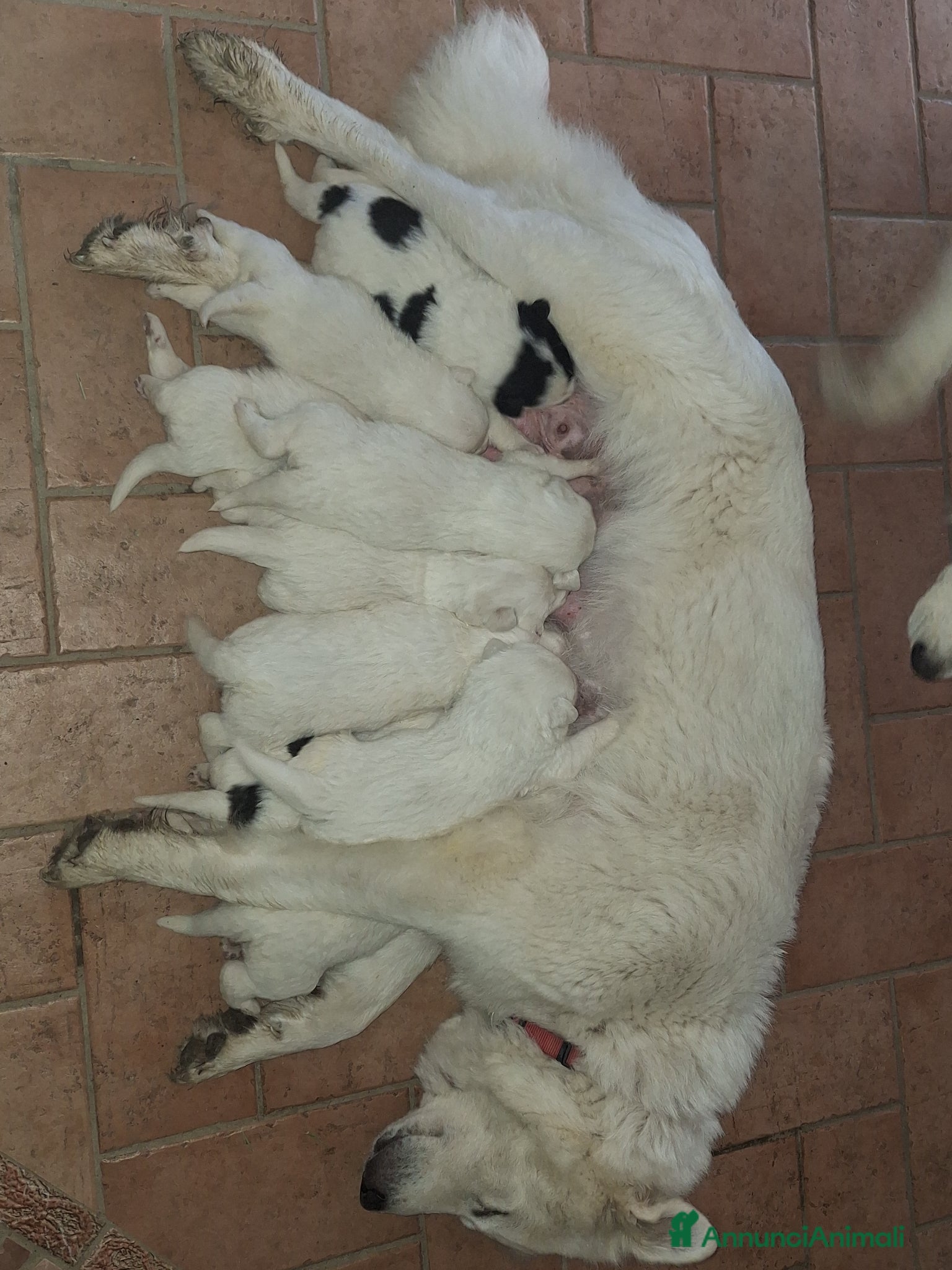 Pastore Abbruzzese Maremmano cani Cuccioli di pastore maremmano - Annuncio 1