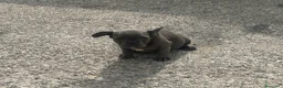 Bulldog Francese cani in vendita: Cuccioli di bulldog francese BLUE - Annuncio 8