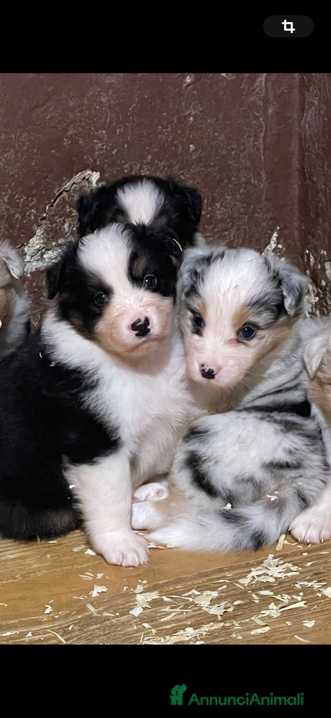 Australian Shepherd cani in vendita: Pastore australiano  a Città Metropolitana di Torino - Immagine 1