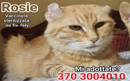 Europeo gatti in regalo: UNA CASA PIENA D'AMORE PER ROSIE 💞 - Immagine 1