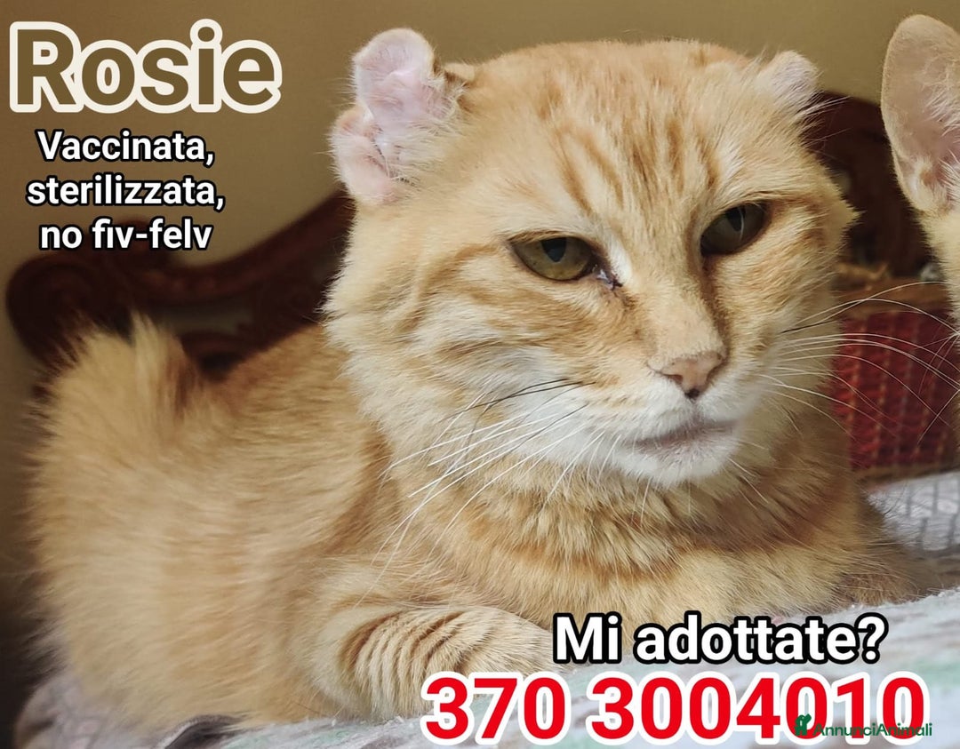 Europeo gatti in regalo: UNA CASA PIENA D'AMORE PER ROSIE 💞 - Immagine 1