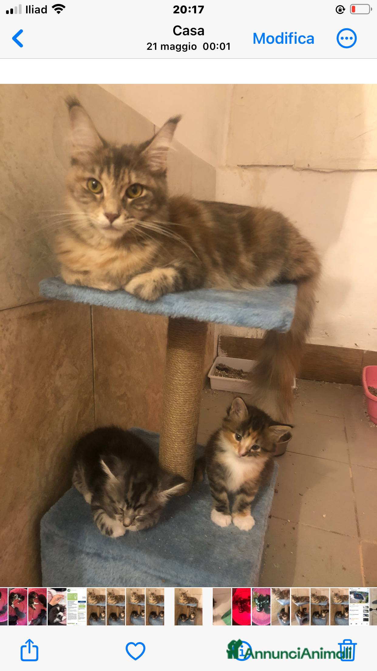 Maine Coon gatti in vendita: Disponibili cuccioli Maine Coon  - Annuncio 2