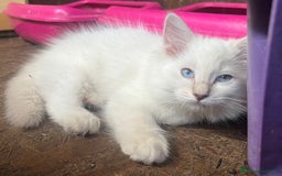 Ragdoll gatti in vendita: Ragdoll cucciolo con pedigree  a Provincia di Pavia - Immagine 3