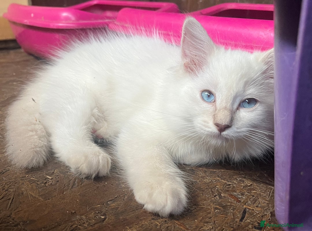 Ragdoll gatti in vendita: Ragdoll cucciolo con pedigree  a Provincia di Pavia - Immagine 3