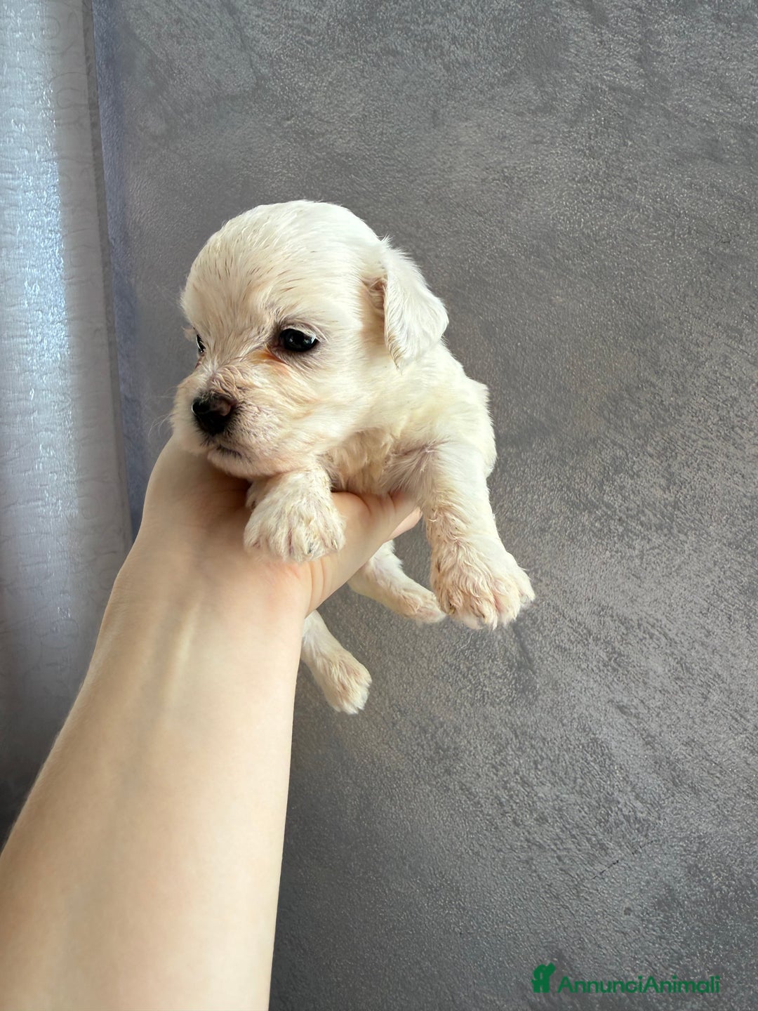 Maltese cani in vendita: Cuccioli di Maltese - Annuncio 2