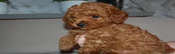 Barboncino Toy cani in vendita: Barboncino Toy rosso  a Città Metropolitana di Venezia - Annuncio 21