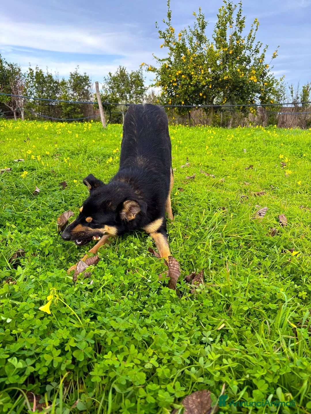 Meticcio cani in regalo: ADA 🩷 - cucciola taglia media contenuta cerca 🏠  - Annuncio 10