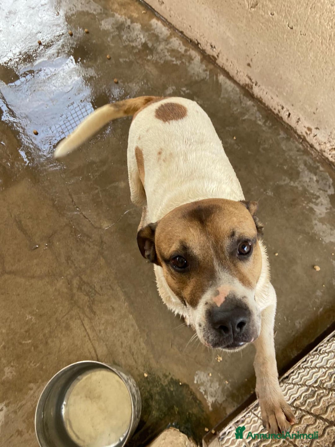 Meticcio cani in regalo: JACKY, dolcissimo e dimenticato da tutti. - Annuncio 6