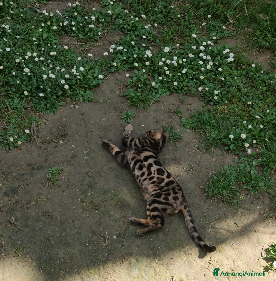 Bengala gatti in vendita: Gattino Bengala abituato in casa  - Annuncio 6